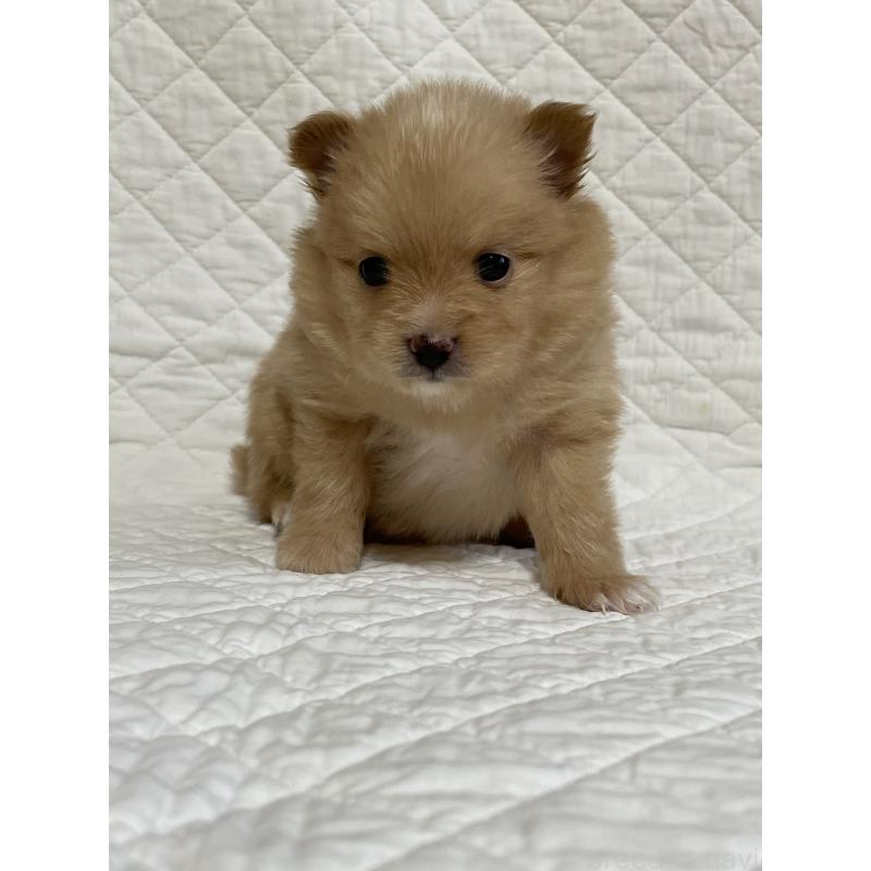 販売中の石川県のポメラニアン-440936の2枚目