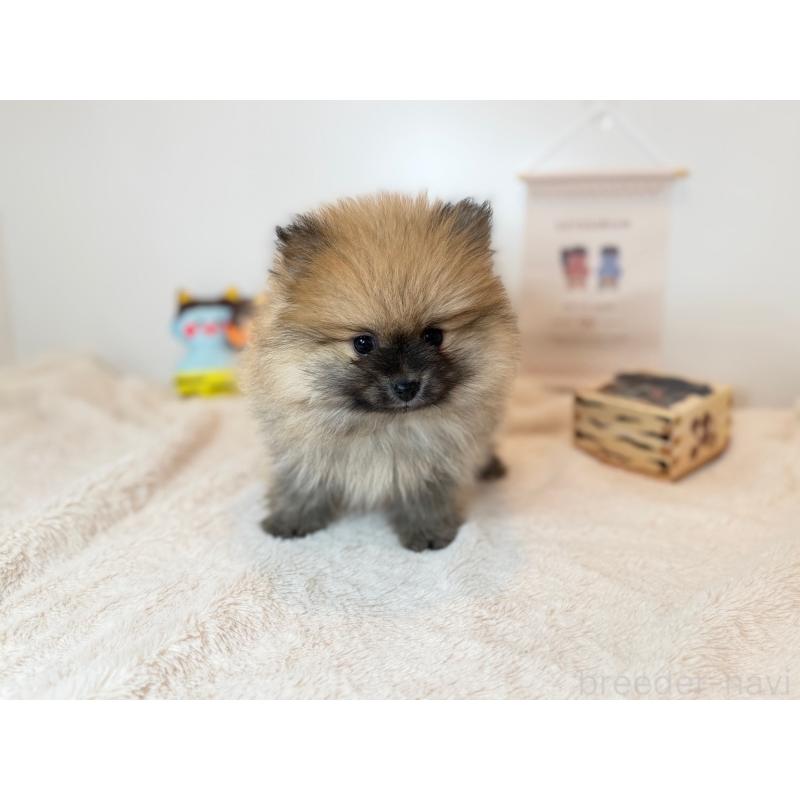 販売中の広島県のポメラニアン-436585の3枚目