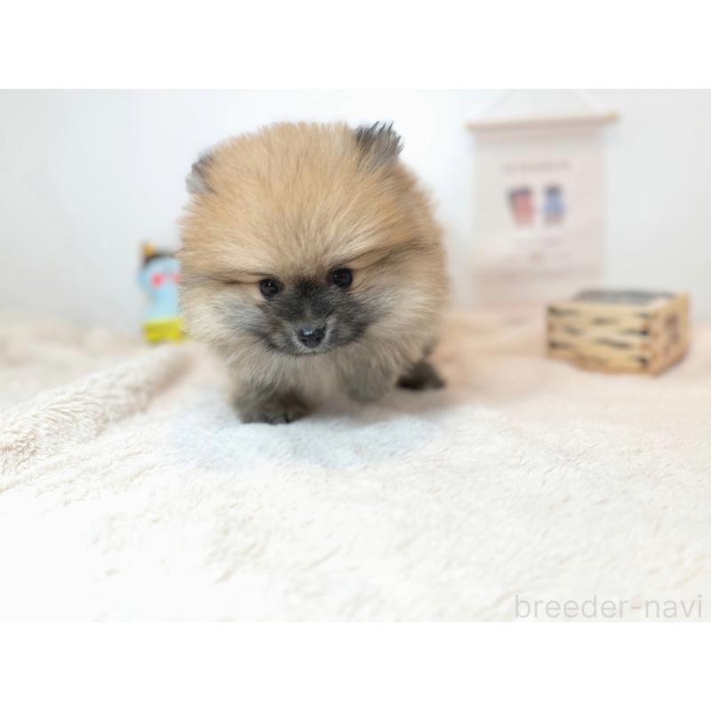 販売中の広島県のポメラニアン-436585の2枚目