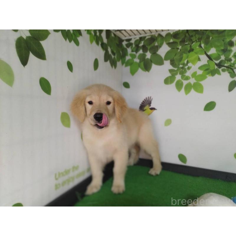 販売中の三重県のゴールデンレトリーバー-431803の4枚目