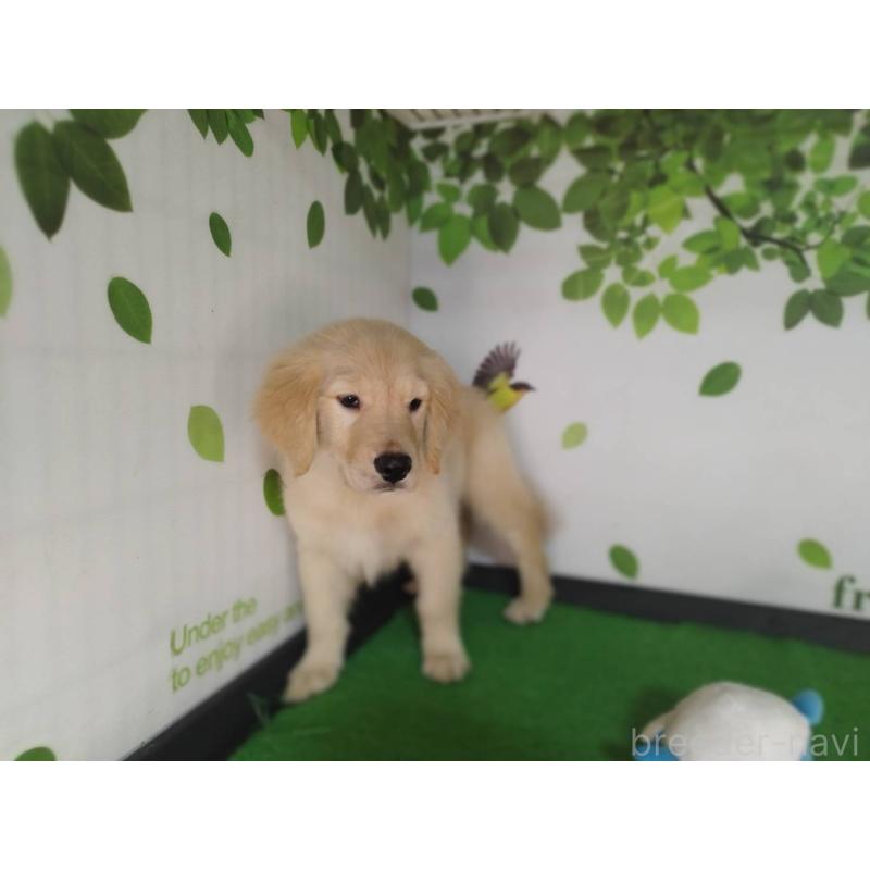 販売中の三重県のゴールデンレトリーバー-431803の3枚目