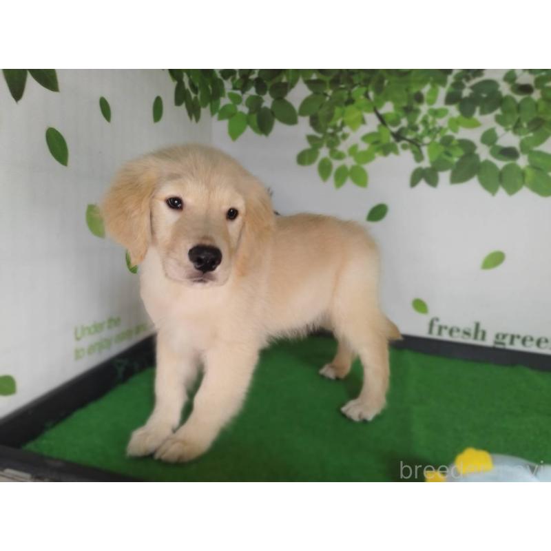 販売中の三重県のゴールデンレトリーバー-431803の2枚目