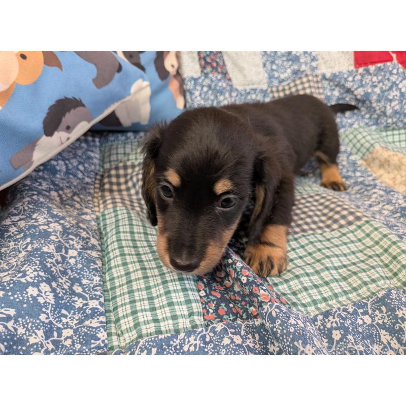 販売中の長野県のミニチュアダックスフンド(ロングヘアード)-440939の6枚目