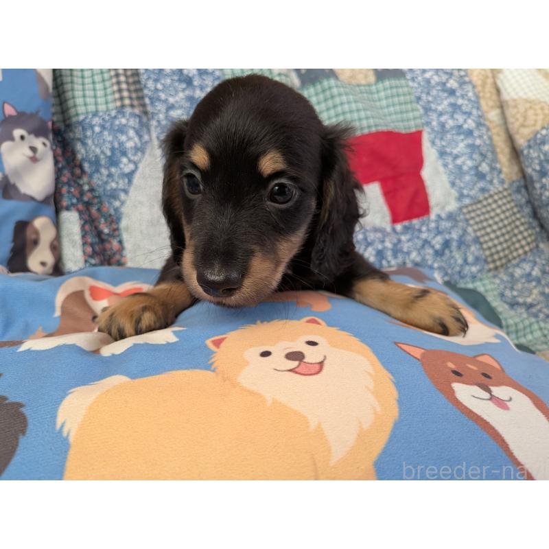 販売中の長野県のミニチュアダックスフンド(ロングヘアード)-440939の4枚目