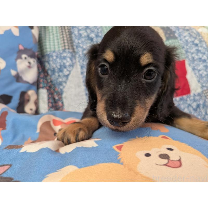 販売中の長野県のミニチュアダックスフンド(ロングヘアード)-440939の3枚目