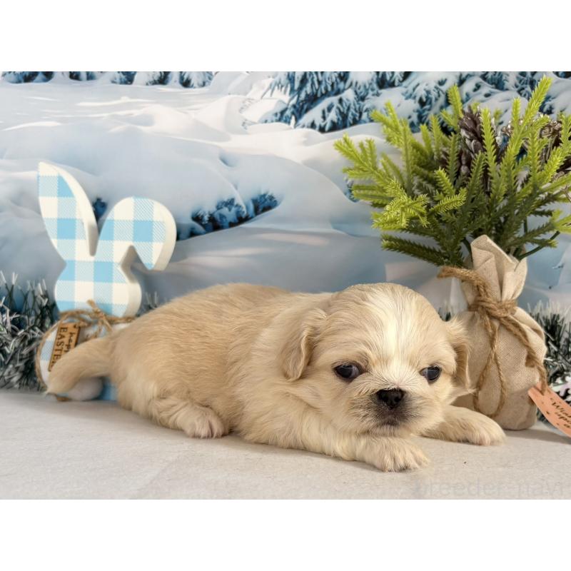 販売中の秋田県のペキニーズ-440937の5枚目