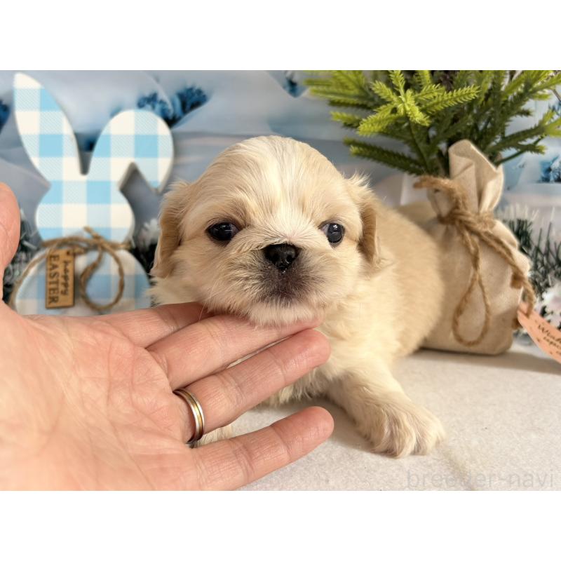 販売中の秋田県のペキニーズ-440937