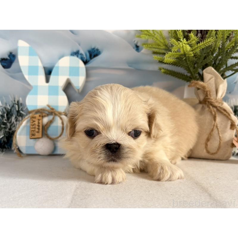 販売中の秋田県のペキニーズ-440937の4枚目