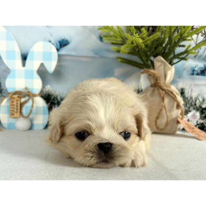 販売中の秋田県のペキニーズ-440937の3枚目