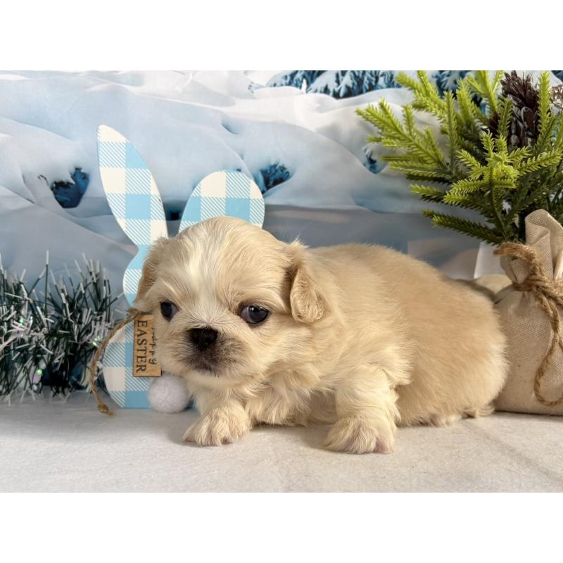 販売中の秋田県のペキニーズ-440937の2枚目