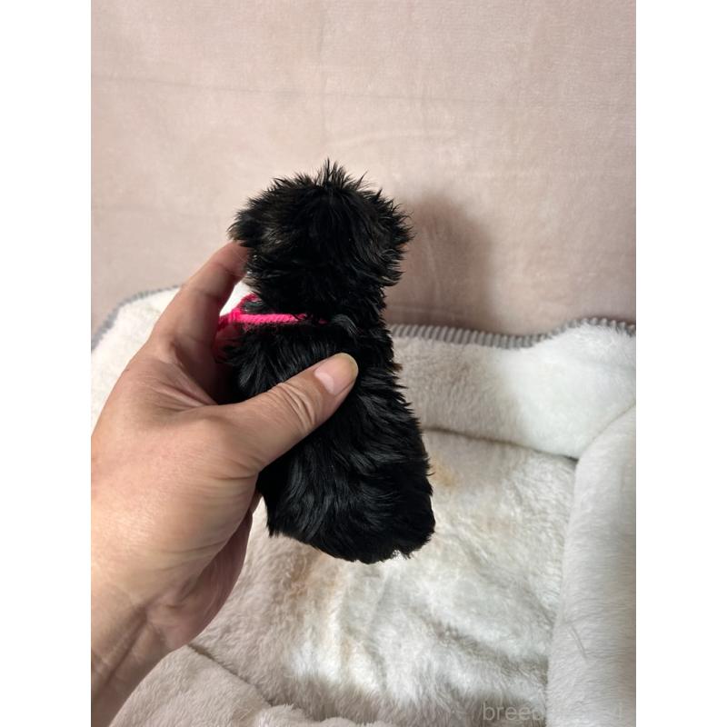 成約済の鹿児島県のヨープー:ヨークシャーテリア×トイプードル-436335の5枚目