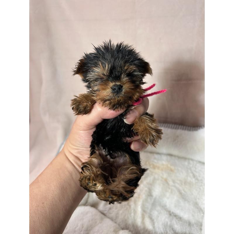 成約済の鹿児島県のヨープー:ヨークシャーテリア×トイプードル-436335の4枚目