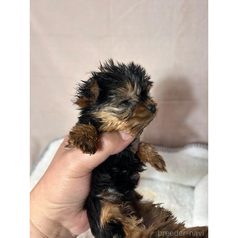 成約済の鹿児島県のヨープー:ヨークシャーテリア×トイプードル-436335の2枚目
