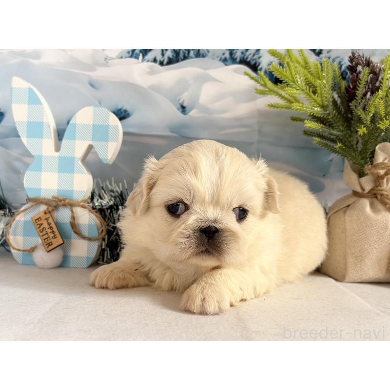 販売中の秋田県のペキニーズ-440938の5枚目