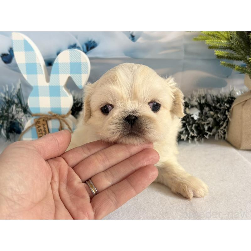 販売中の秋田県のペキニーズ-440938