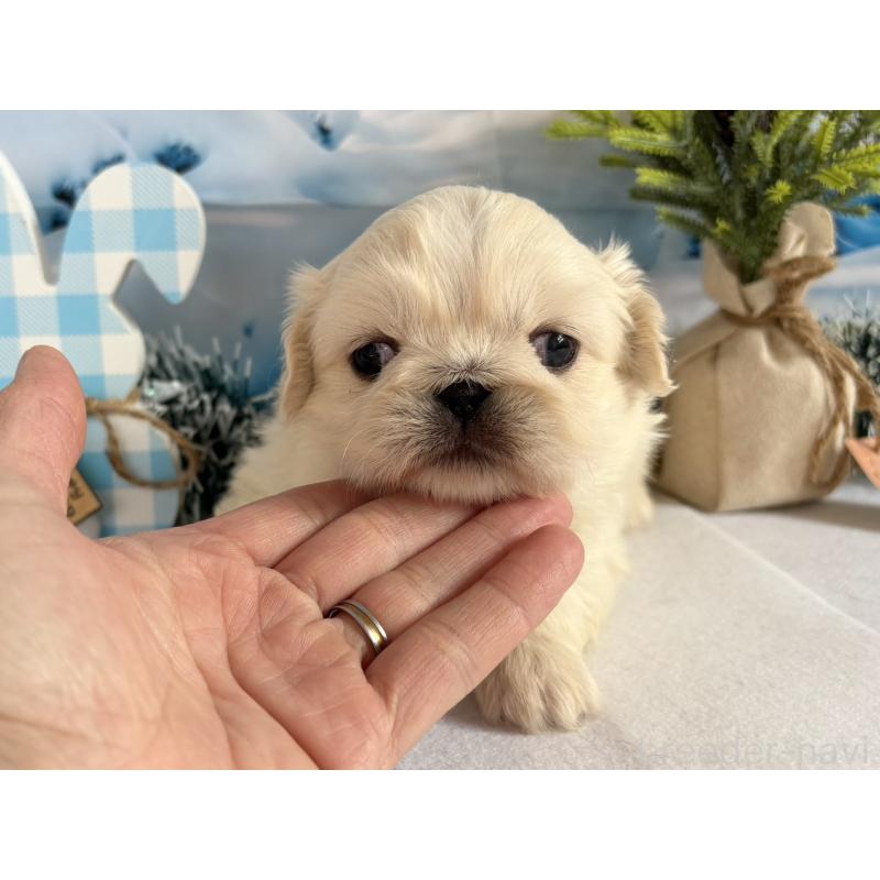 販売中の秋田県のペキニーズ-440938の3枚目