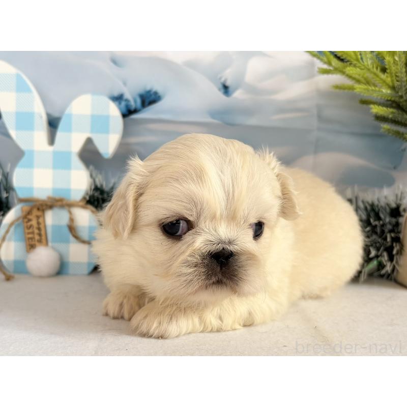 販売中の秋田県のペキニーズ-440938の2枚目