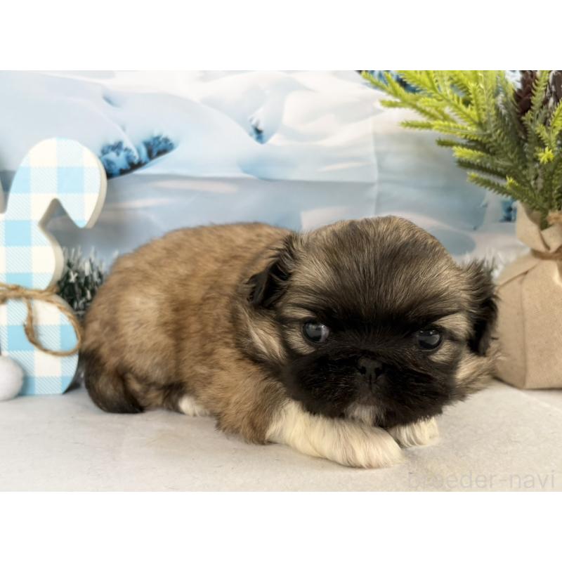 販売中の秋田県のペキニーズ-440940の5枚目