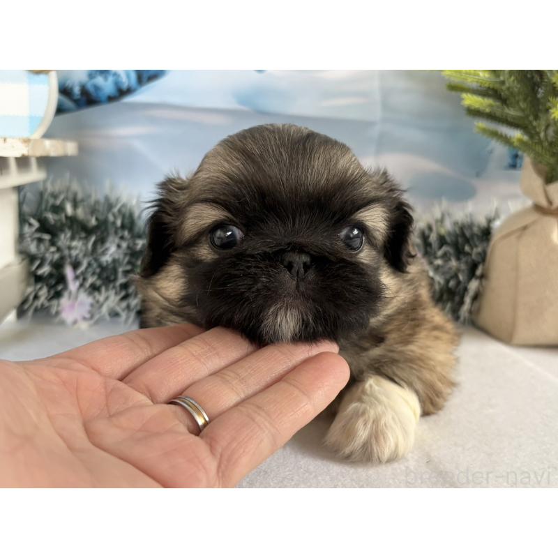 販売中の秋田県のペキニーズ-440940の4枚目