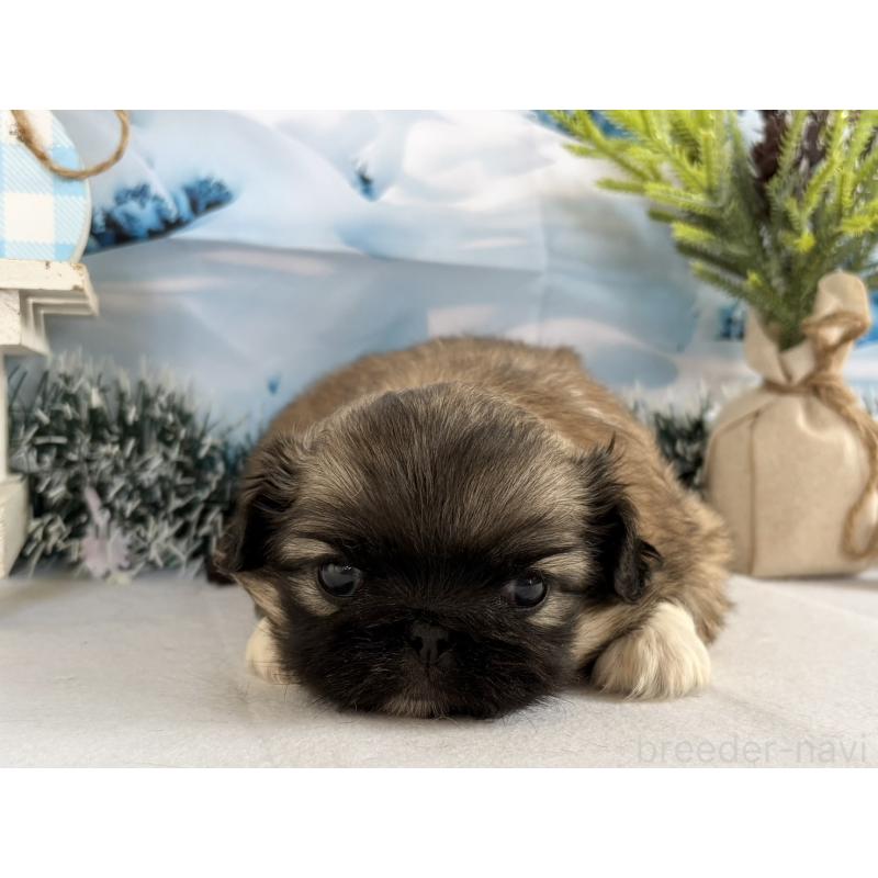 販売中の秋田県のペキニーズ-440940の3枚目