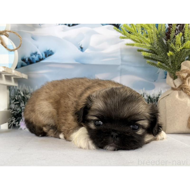 販売中の秋田県のペキニーズ-440940の2枚目