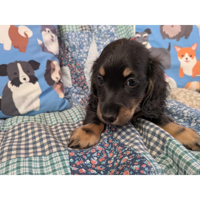 販売中の長野県のミニチュアダックスフンド(ロングヘアード)-440942の6枚目