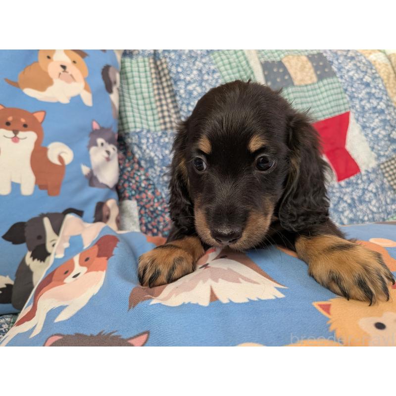 販売中の長野県のミニチュアダックスフンド(ロングヘアード)-440942の5枚目