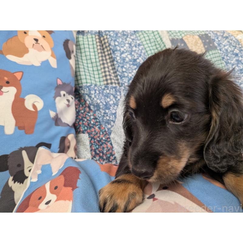 販売中の長野県のミニチュアダックスフンド(ロングヘアード)-440942の4枚目