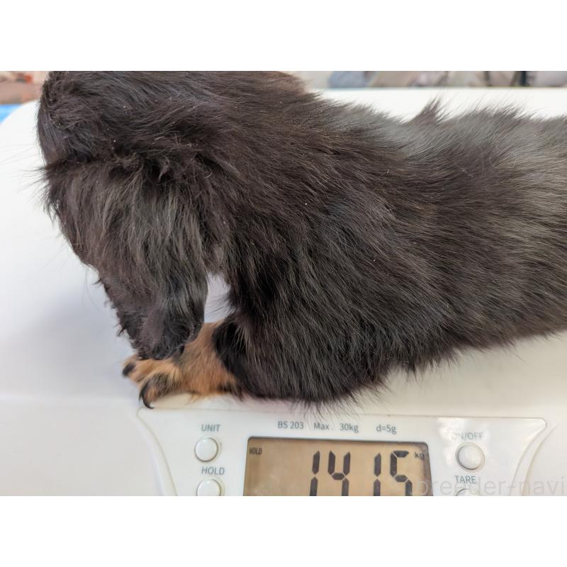 販売中の長野県のミニチュアダックスフンド(ロングヘアード)-440942の3枚目