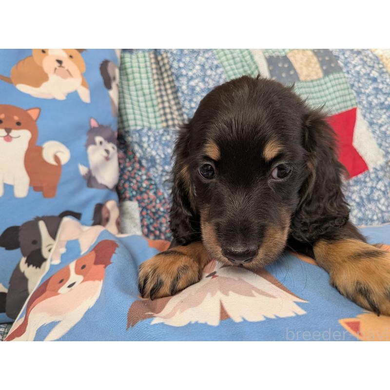 販売中の長野県のミニチュアダックスフンド(ロングヘアード)-440942の2枚目