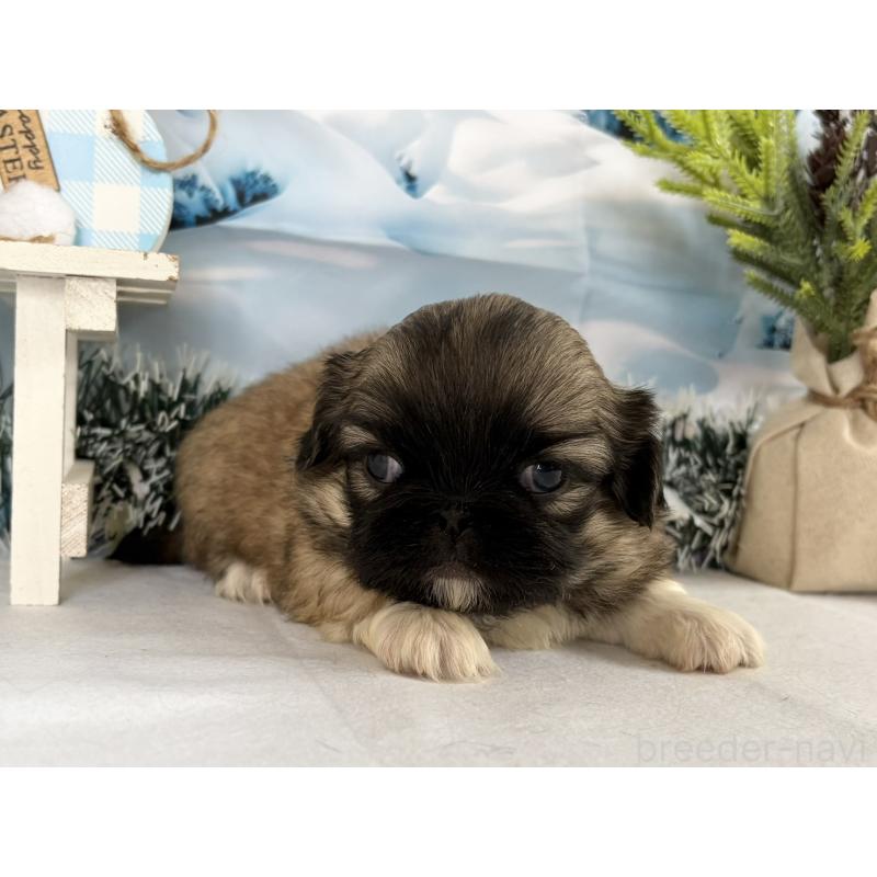 販売中の秋田県のペキニーズ-440941の5枚目