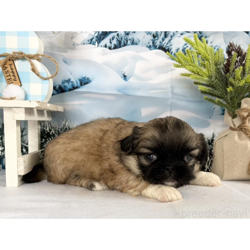 販売中の秋田県のペキニーズ-440941の4枚目