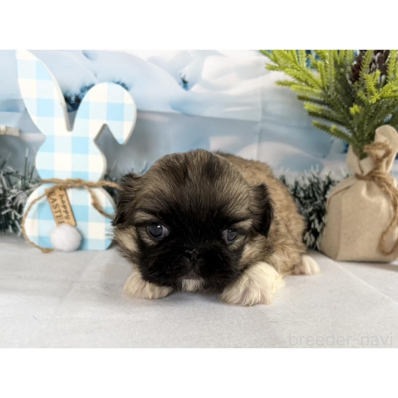 販売中の秋田県のペキニーズ-440941の3枚目