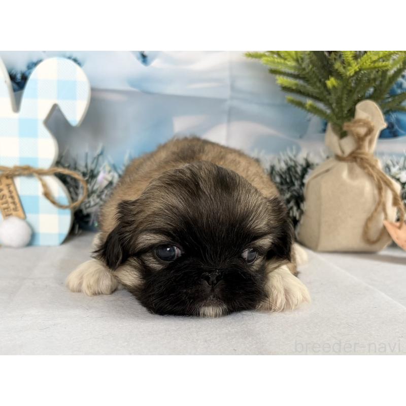 販売中の秋田県のペキニーズ-440941の2枚目