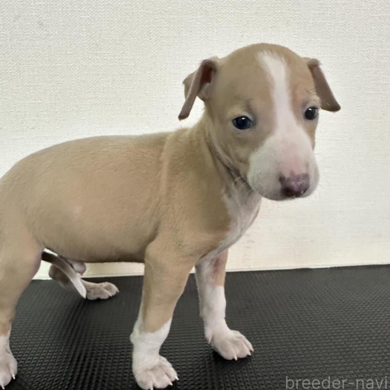 販売中の群馬県のイタリアングレーハウンド(イタグレ)-440943の1枚目