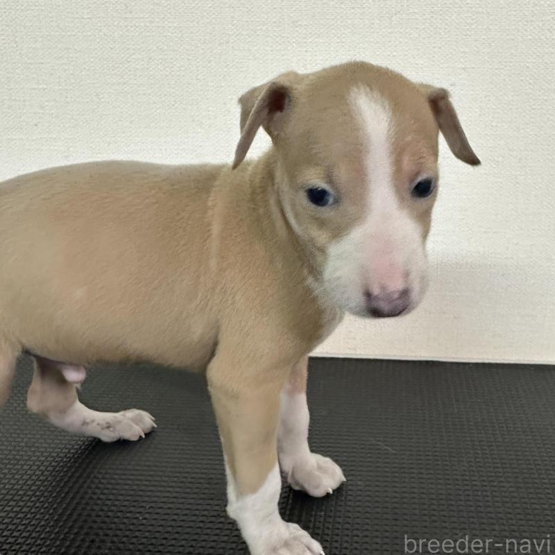 販売中の群馬県のイタリアングレーハウンド(イタグレ)-440943の5枚目