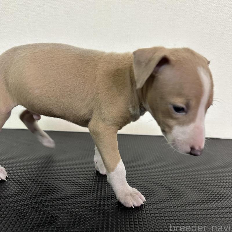 販売中の群馬県のイタリアングレーハウンド(イタグレ)-440943の4枚目