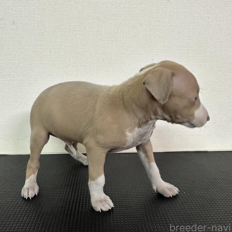 販売中の群馬県のイタリアングレーハウンド(イタグレ)-440943の3枚目