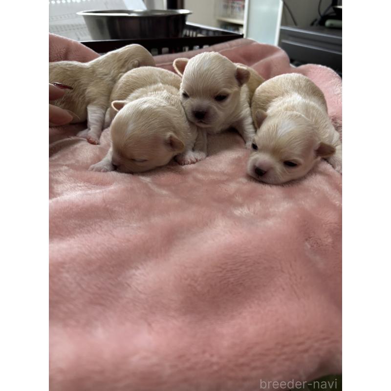 商談中の岐阜県のチワワ(ロングコート)-440944の3枚目