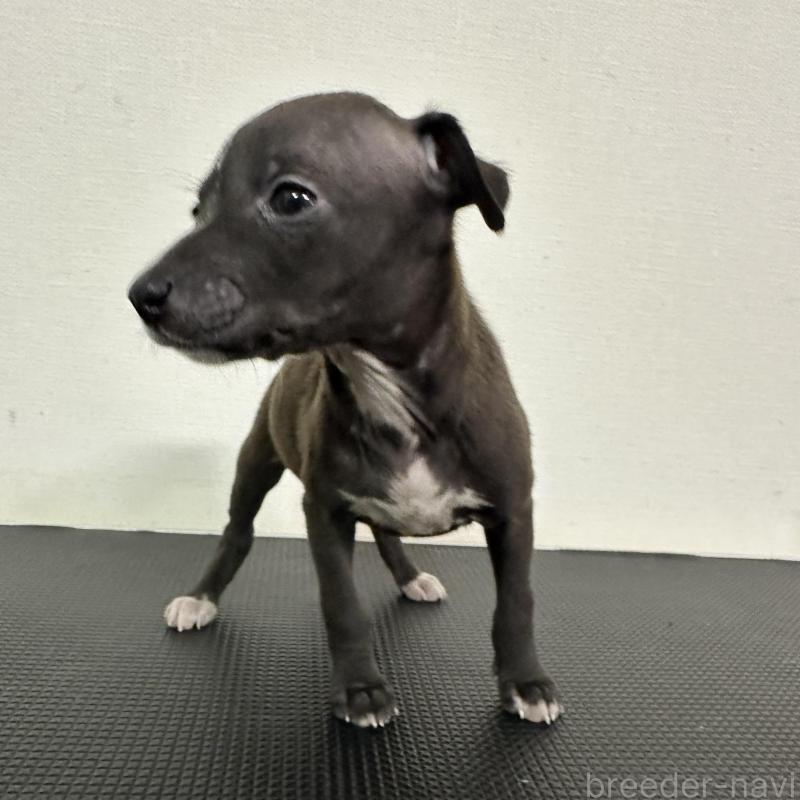 販売中の群馬県のイタリアングレーハウンド(イタグレ)-440945の6枚目