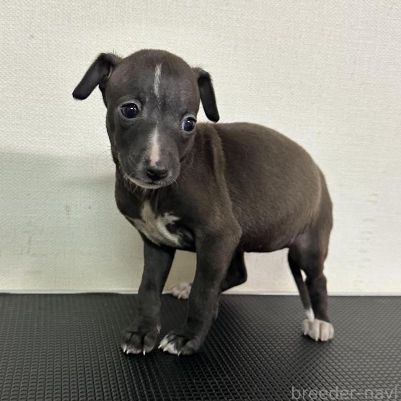 販売中の群馬県のイタリアングレーハウンド(イタグレ)-440945の5枚目