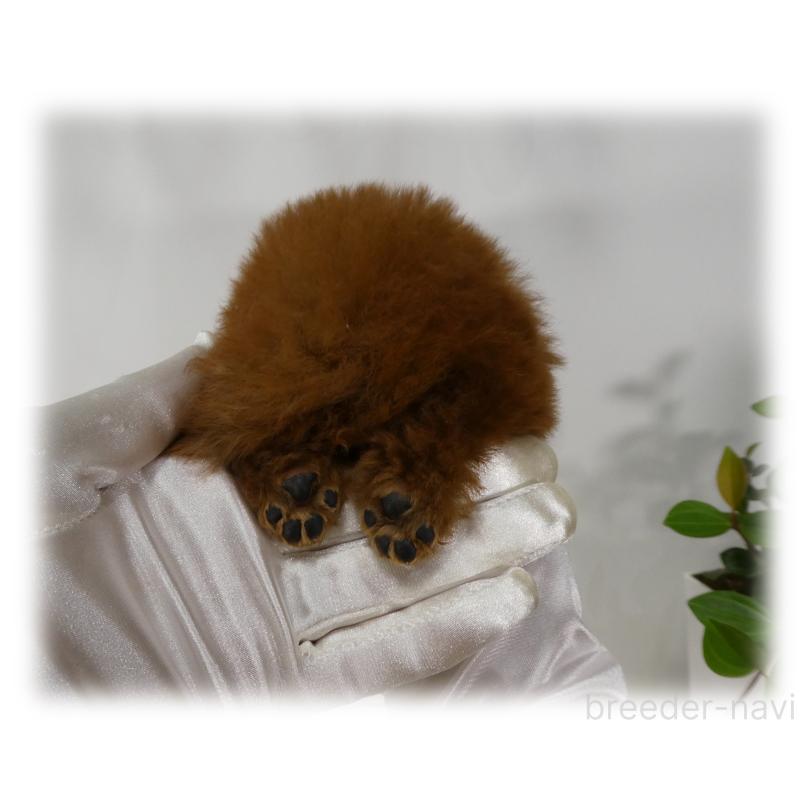 販売中の埼玉県のティーカッププードル-440946の15枚目