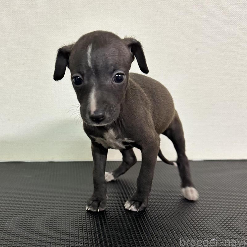 販売中の群馬県のイタリアングレーハウンド(イタグレ)-440945の1枚目