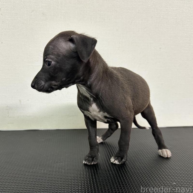 販売中の群馬県のイタリアングレーハウンド(イタグレ)-440945の4枚目