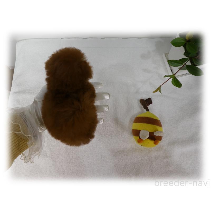 販売中の埼玉県のティーカッププードル-440946の13枚目