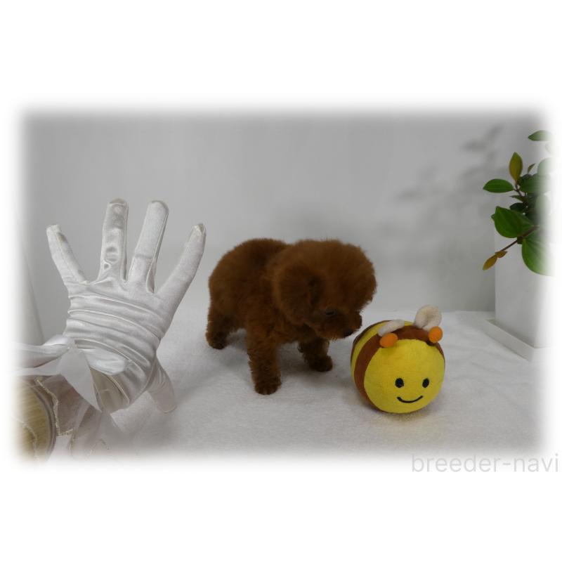 販売中の埼玉県のティーカッププードル-440946の11枚目