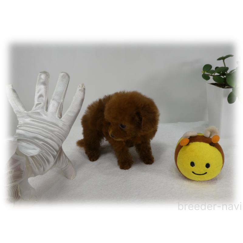 販売中の埼玉県のティーカッププードル-440946の10枚目