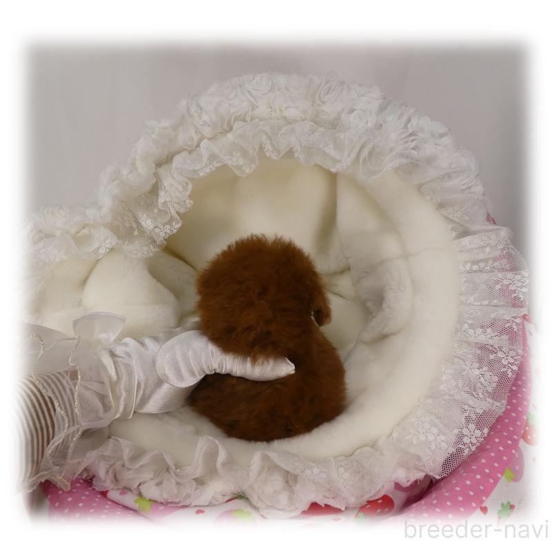 販売中の埼玉県のティーカッププードル-440946の9枚目