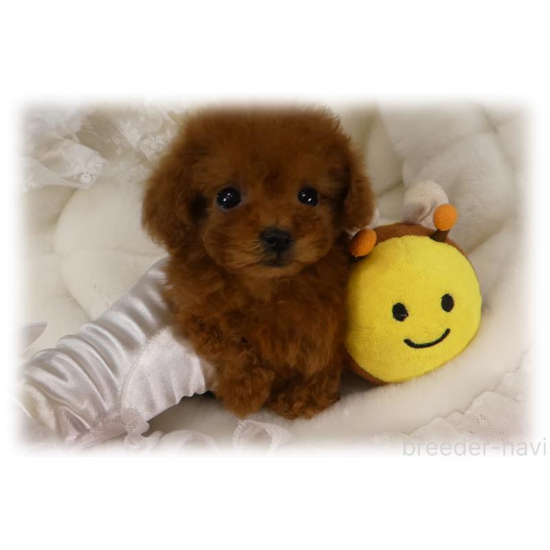 販売中の埼玉県のティーカッププードル-440946の8枚目