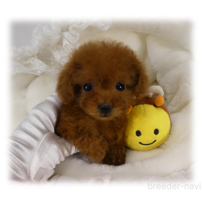 販売中の埼玉県のティーカッププードル-440946の7枚目